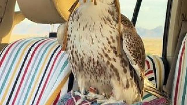 阿拉伯土豪的海东青 #国外视频分享 #奇妙的动物 #宠物