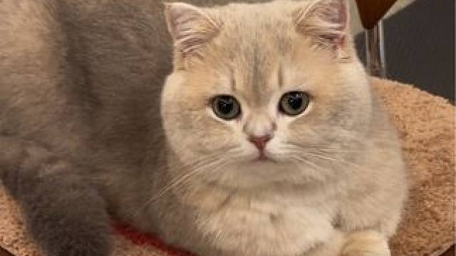 陪伴其实就是小猫在说爱你#小猫日记