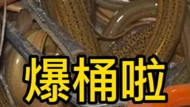 四川稻田里鳝鱼太多了，抓都抓不过来了，一晚十多斤，简直发财啦 #我的乡村生活 #户外 #农村生活 #