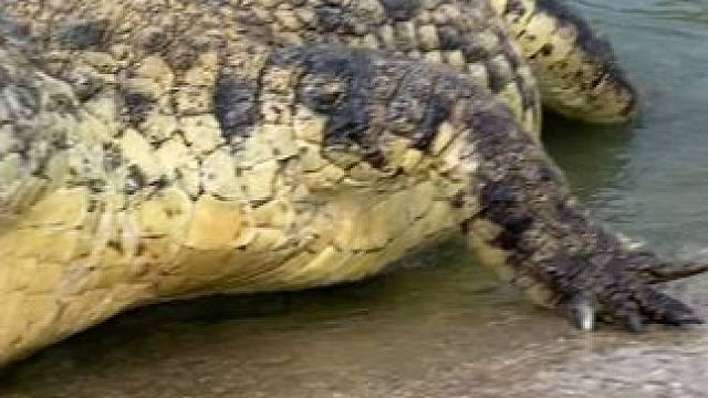 好男人就得配根好腰带！ #鳄珍 #鳄鱼 #皮带