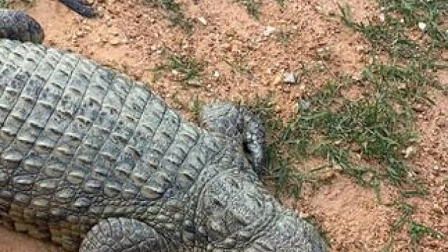 一根高端大气的皮带！ #鳄鱼 #鳄珍 #皮带