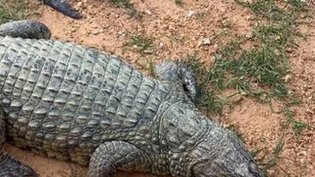 好鳄鱼出好皮带，看看这是不是你要的腰带！ #鳄珍 #鳄鱼#皮带