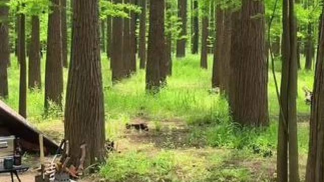 后来，我总是随缘又慢热。
记一次森林里的轻量露营。
#户外露营 #露营⛺ #森林氧吧