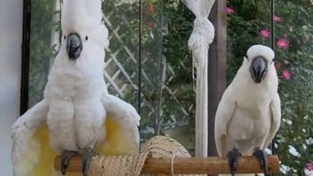 鸟中哈士奇：总有刁民想害朕 #国外视频分享 #奇妙的动物 #宠物