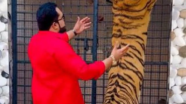 土豪的宠物 #国外视频分享 #老虎 #宠物