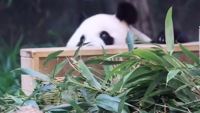 今天爱宝也开粉丝见面会了~