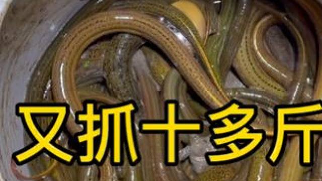 稻田里鳝鱼太泛滥了，一晚上轻轻松松抓十多斤，你们想来抓吗？？ #我的乡村生活 #户外 #农村生活 #