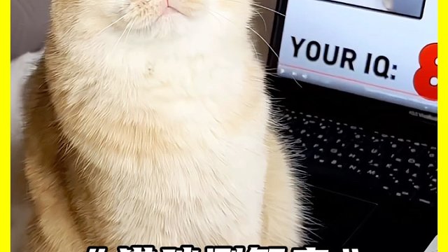 猫咪用电脑给自己测智商