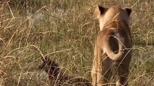 蜜獾不惧狮子 #国外视频分享 #野生动物零距离 #奇妙的动物