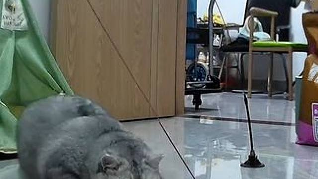 中途开了次门，蛋蛋头也不回地出去了 