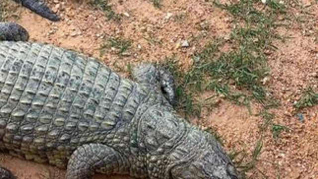 一条高端好看的鳄鱼皮带，你值得拥有！ #鳄珍 #鳄鱼 #皮带