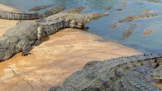 鳄鱼皮带不仅仅是好的皮带，更象征着你的品质与决心！ #鳄鱼 #鳄珍 #皮带