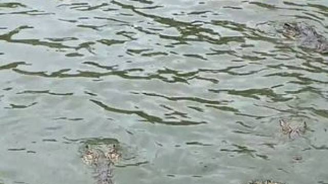 精选国产鳄鱼皮带，品质您放心！ #鳄珍 #鳄鱼 #皮带