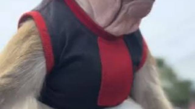 #国外视频分享 #奇妙的动物 #猴子成精