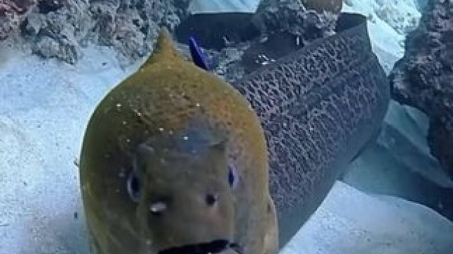 #国外视频分享 #海洋生物 #野生动物零距离