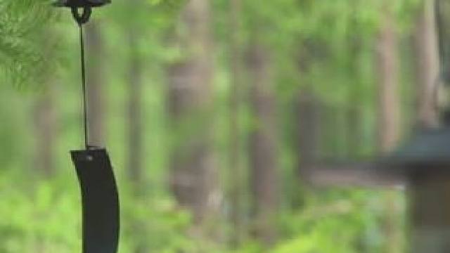 你在人海，我在林海 #户外露营 #露营⛺ #森林氧吧 #林中露营