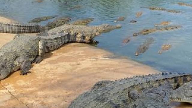 选择鳄鱼皮带，选择品味与信念！ #鳄鱼 #鳄珍 #皮带