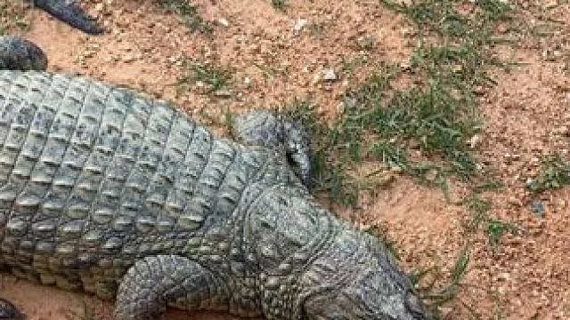 能选择鳄鱼皮带的，内心一定很强大！ #鳄鱼 #鳄珍 #皮带