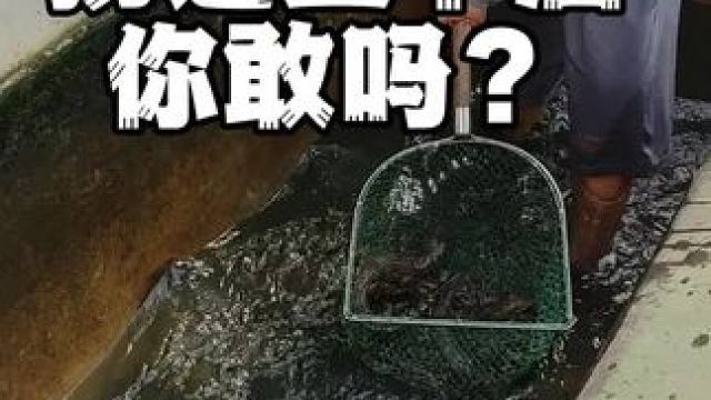 捞鳄鱼下酒，你敢吗？ #鳄鱼  #鳄鱼养殖场 #鳄鱼皮带 #鳄珍