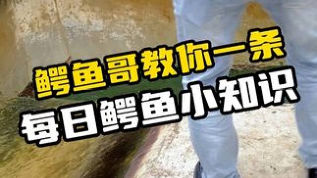 活那么久有什么用还不是给我做成皮带了 #鳄鱼 #鳄珍 #鳄鱼养殖场