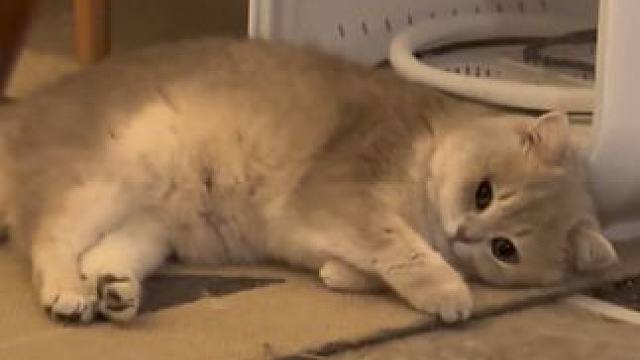 没有更新的日子其实肖胖都在不同的地方睡觉#小猫日记