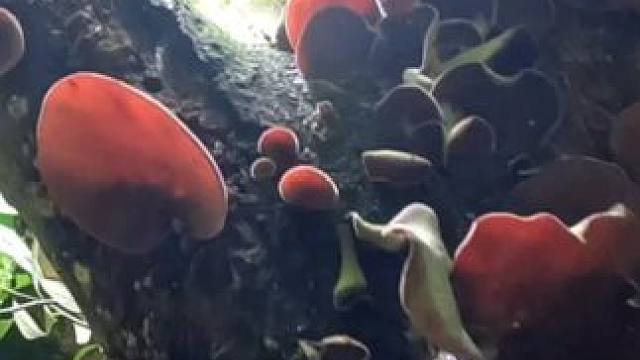 这段时间雨水充沛，所以今天咱们三人在这里能够收获这么多木耳。 #山货 #野生木耳 #山里生活 #大自