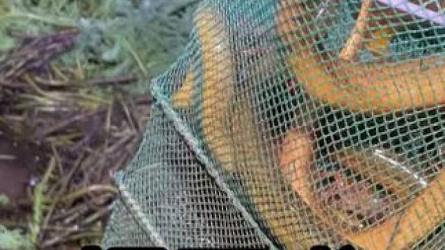 第一次花300块钱包虾塘，没想到每网都爆笼了，这下应该是赚大啦 #我的乡村生活 #户外 #农村生活 