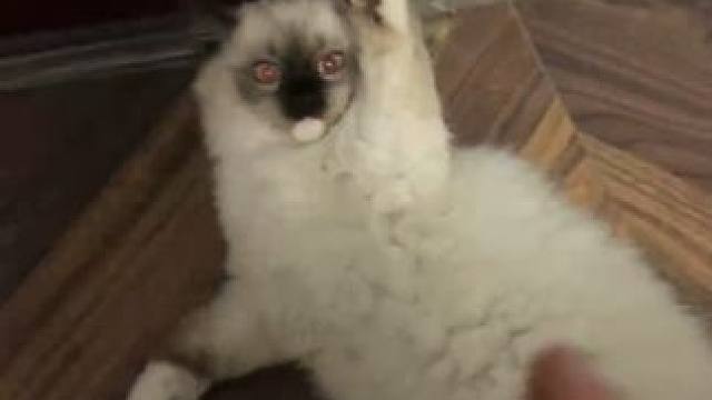 二尾控了我怎么办#猫咪 #火影忍者手游