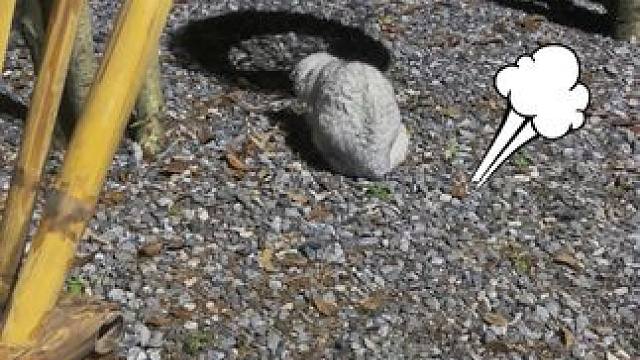 这只蝴蝶怕是凶多吉少了……#动物萌时刻 #猫咪 #小萌宠 #小院时光 #蝴蝶