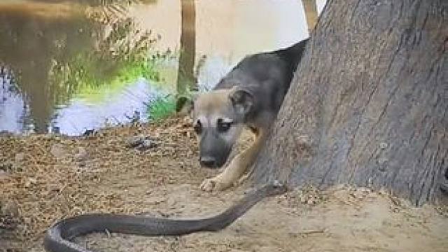 勇敢狗狗 #国外视频分享 #奇妙的动物 #狗狗