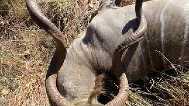 #国外合法拍摄  #野生动物零距离 #捻角羚