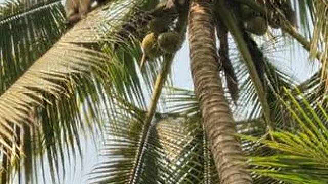 泰国打工猴摘椰子 #国外视频分享 #猴子成精 #打工猴