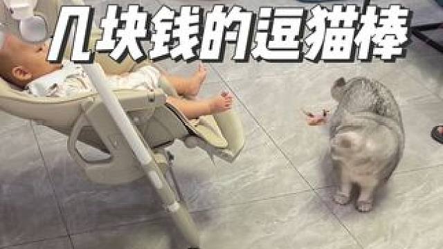 玩着玩着屁屁玩起了漂移，好搞笑啊#记录猫咪日常 #逗猫棒应该这样玩