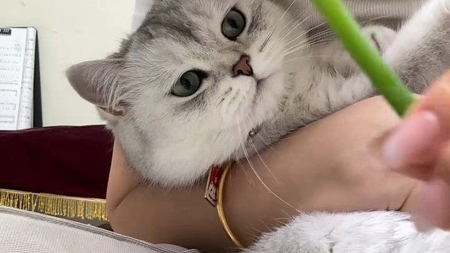 它还认真的闻了  突然上头[捂脸]