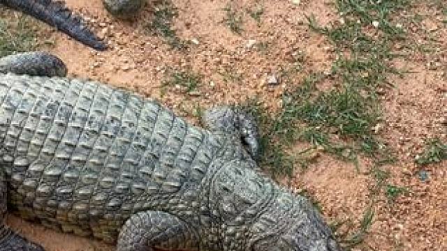 系上鳄鱼皮带，走路都带风！ #鳄珍 #鳄鱼 #皮带