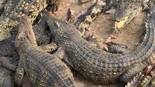 看来大鳄鱼饿了还是很听话的