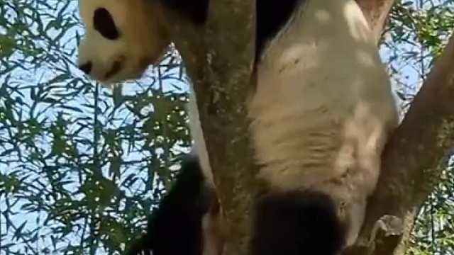 乐宝爬到树上看到了外场的爱宝，心痒难耐只好洗个澡降降火~