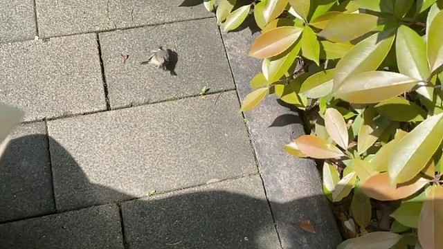 这要是拿块布给它们包起来是不是就是菜鸟裹裹？