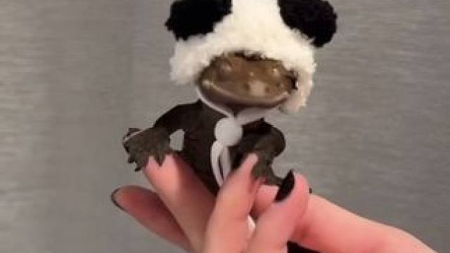 当壁虎带上熊猫帽 #国外视频分享 #奇妙的动物 #宠物