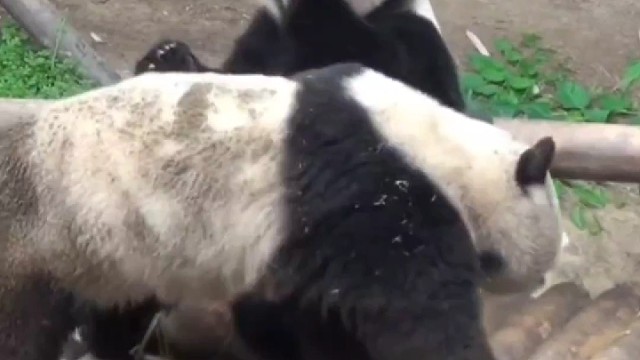 笑死了~锅巴福宝吓得爱宝丢掉手中竹子就往树上爬~