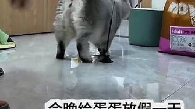 记录5岁半猫咪自主作息 
