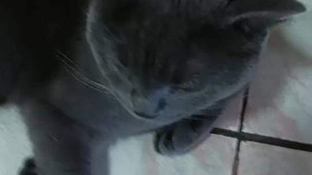 #猫咪 #蓝猫 
我给他的戒指呢？