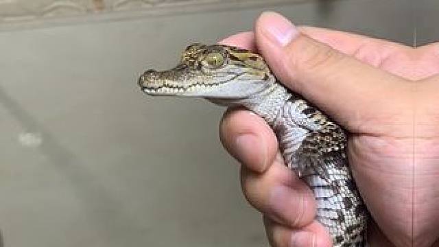 一起来找不同 你能看出来区别吗#鳄鱼