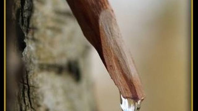 白桦树孕育一整年的汁液，入口后绵柔清甜满满大自然的味道！#科普 #涨知识 #白桦树汁 #白桦树 #天