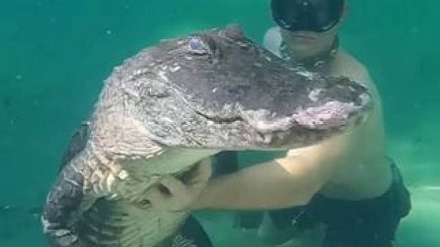 这鳄鱼脾气真好 #国外合法拍摄国内请勿模仿 #野生动物零距离 #鳄鱼