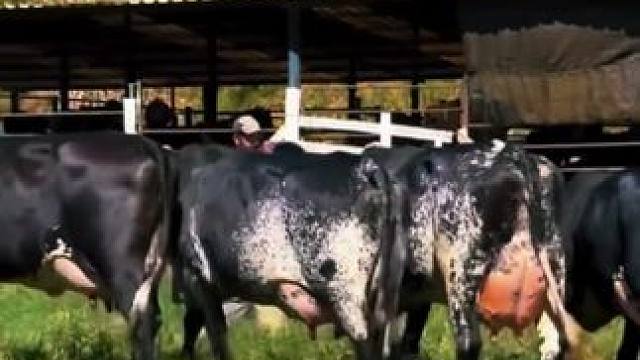 #国外视频分享 #奇妙的动物 #牛气冲天