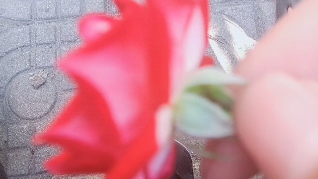 大家认识这个花吗