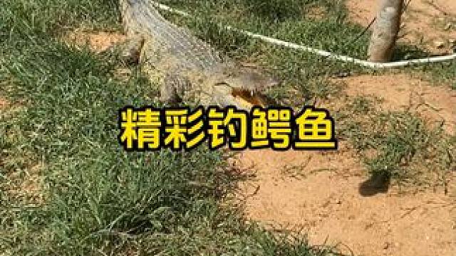 精彩钓鳄鱼 #鳄鱼养殖场 #鳄珍 #鳄鱼
