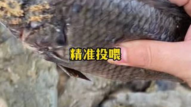 精准投喂~~ #鳄鱼养殖场 #鳄鱼 #鳄珍