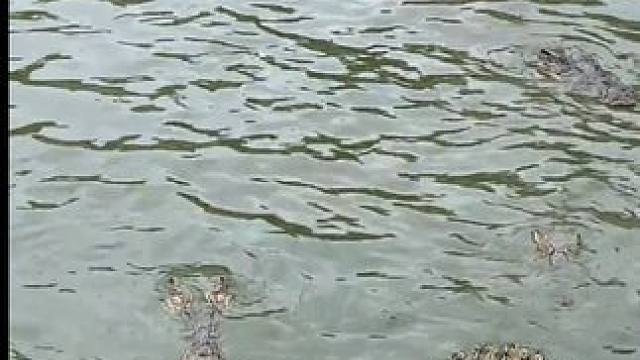 精选国产鳄鱼皮带！ #鳄鱼 #鳄珍 #皮带